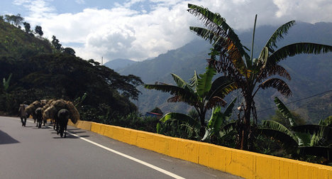 tolima