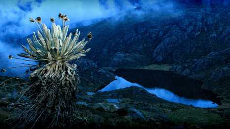 paramo santurban