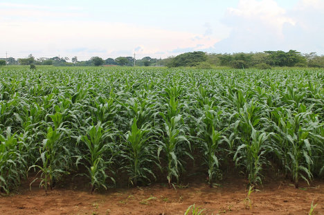 Campo tierra cultivo