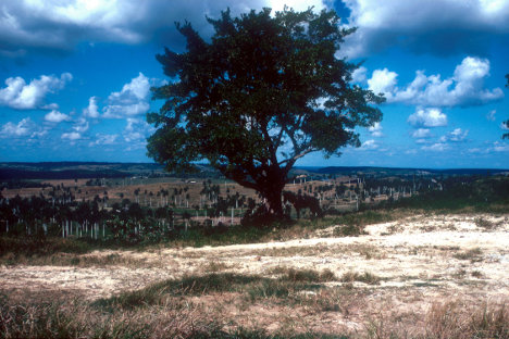 campo-2