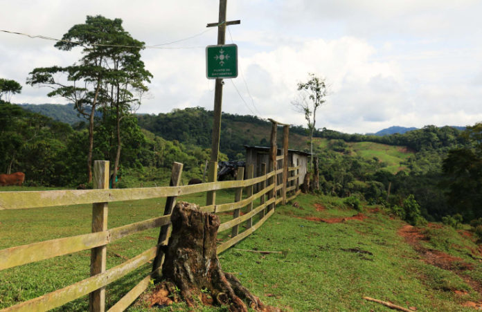 Campo