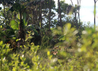 La amenaza de la fumigación con glifosato