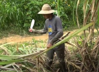 Multinacionales acaparan el mercado de panela