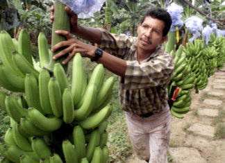 Obreros Bananeros: Un siglo de masacres