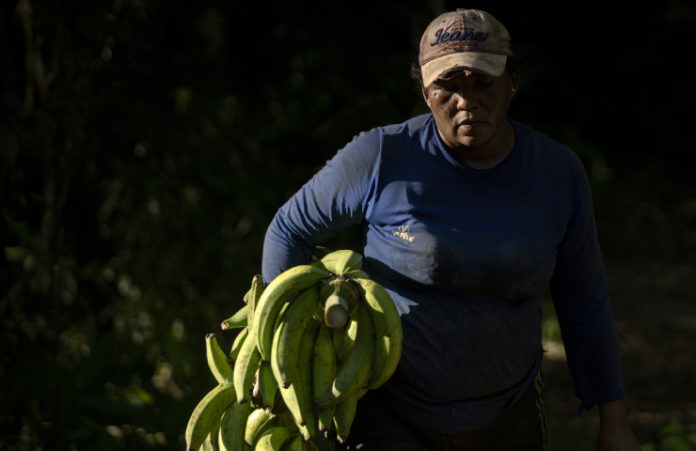 Trabajadora venezolana en plantacion platanera-11