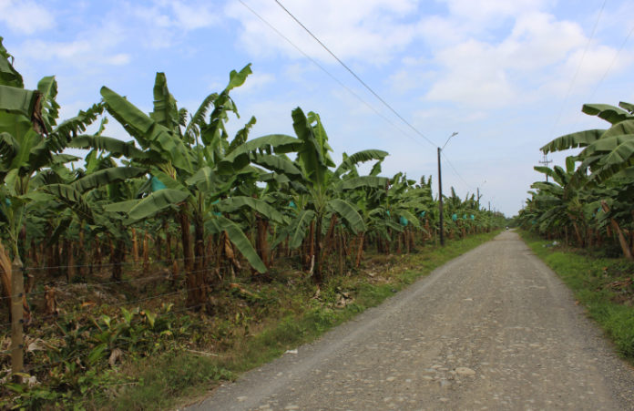 Plantacion de banano-Uraba-9
