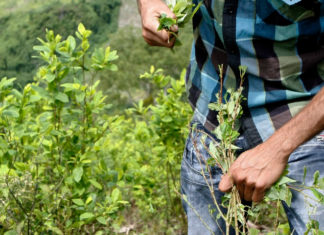 Sobre la sustitución de economías ilegalizadas