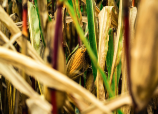 El valle de las mazorcas