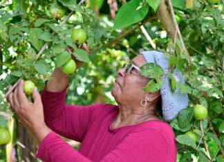 Sobre la identidad campesina