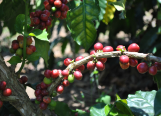 Un siglo perdido en la industria del café