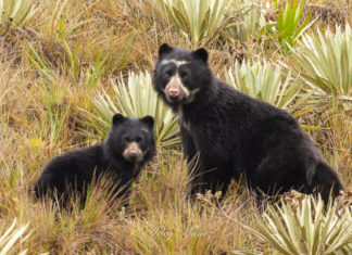 Instantáneas del oso andino